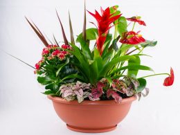 Maceta flores rojas Anthurium