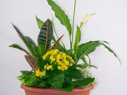 Maceta Flores Cuna de Moisés